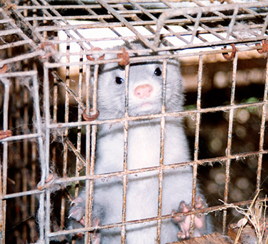 毛皮のこと 動物実験の廃止を求める会 Java