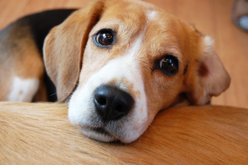農薬を飲まされる犬たちを救おう 動物実験の廃止を求める会 Java